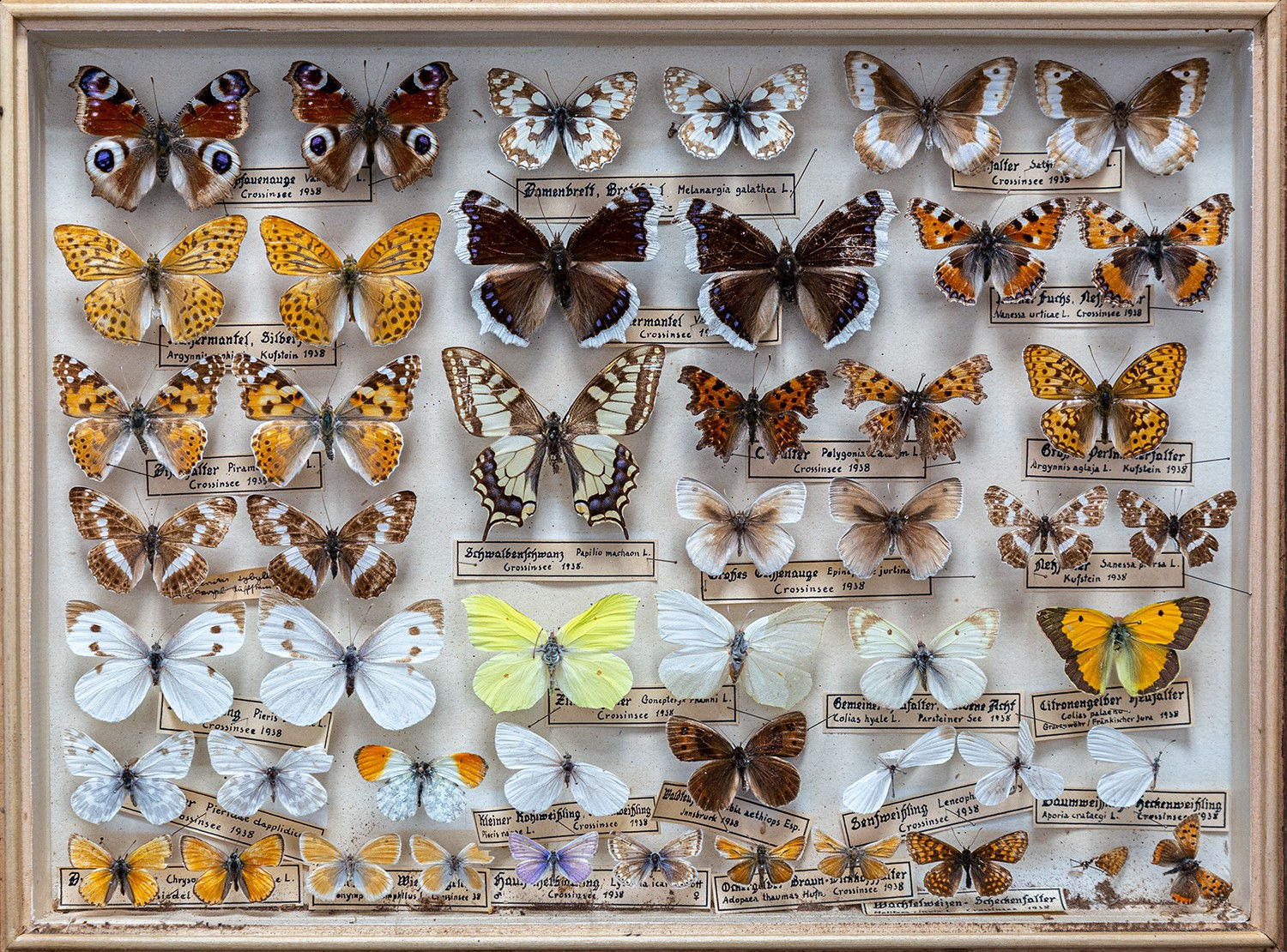 Foto: Schaukasten mit nebeneinander aufgereihten Schmetterlingen